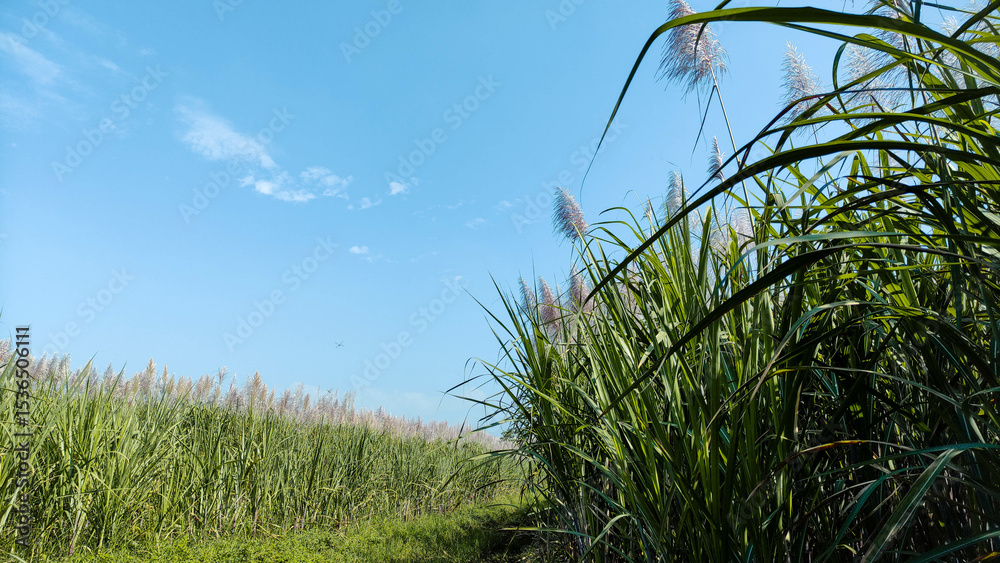 Fototapeta premium Expansive Green Sugarcane Field with Plumes Under Sunny Blue Sky