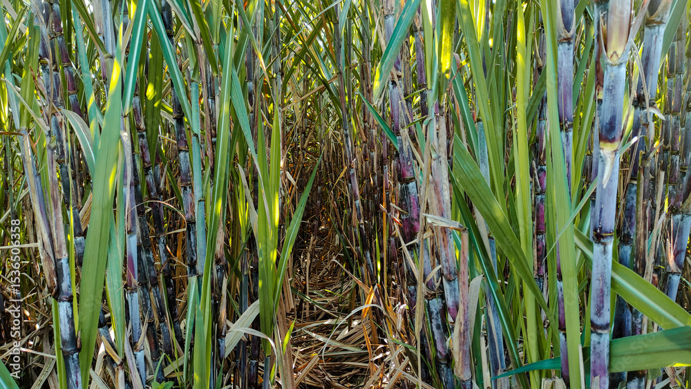 Obraz premium View Inside Dense Sugarcane Field with Tall Stalks