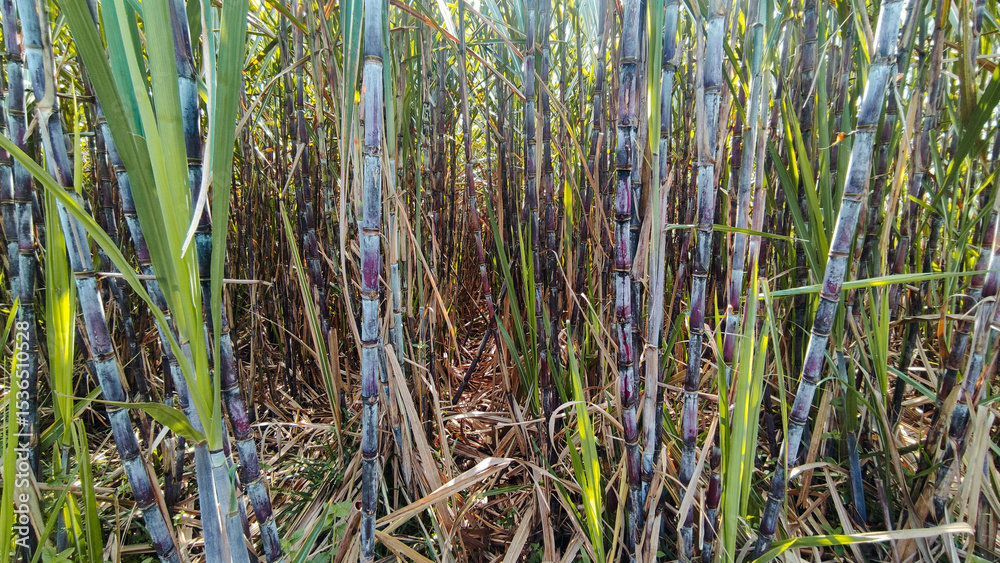 Obraz premium Immersive View Inside Dense Sugarcane Field with Colorful Stalks