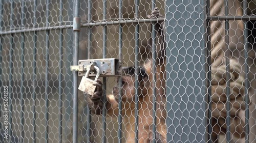 Close-up shot of goats standing behind a wire fence in an enclosure