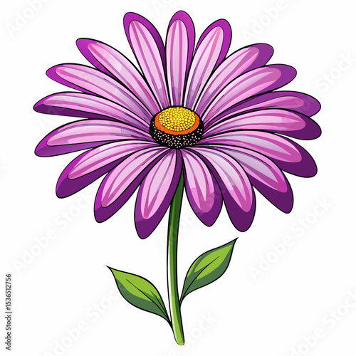pink daisy isolated on white