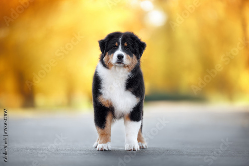 australian shepherd puppy standing in the park in autumn