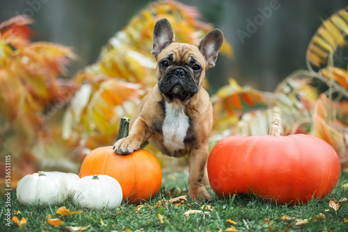 cute french bulldog puppy posing with pumpkins outdoors