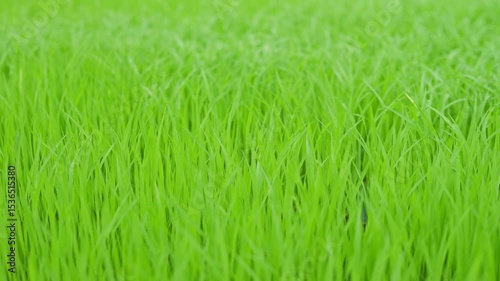 The green, windswept rice fields are refreshing