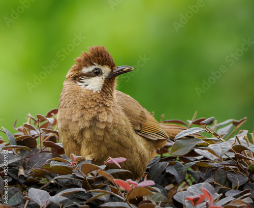 Fotografie white-browed laughingthrush on shrub
