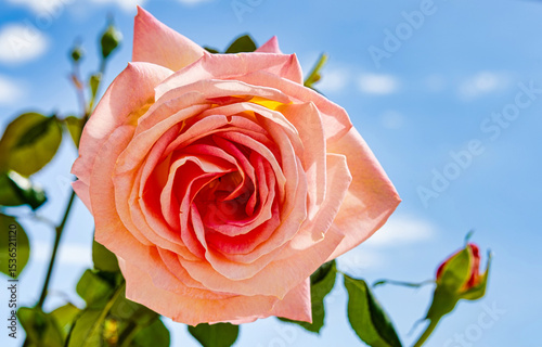Tea-scented rose is a vigorous plant with long slender branches and small, glossy leaves