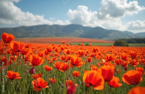 California poppy field in full bloom. Orange flowers cover vast landscape under blue sky with clouds. Natural beauty with hills in background. Summer season, vibrant colors. photo