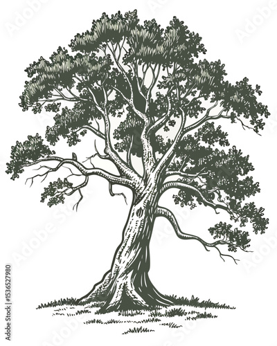 Majestic Oak Tree A Detailed Hand-Drawn Illustration of Nature's Grandeur