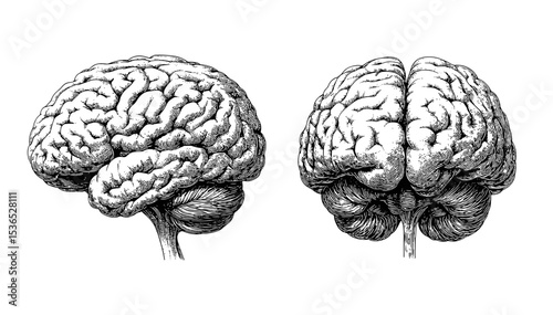 Human brain black ink sketch vector illustrations. Mind anatomy neuroscience body part cognition neural pattern consciousness organ, vintage monochrome medical atlas graphics, isolated on white