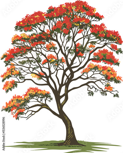 Vibrant Red Flamboyant Tree A Majestic Illustration of Nature's Beauty