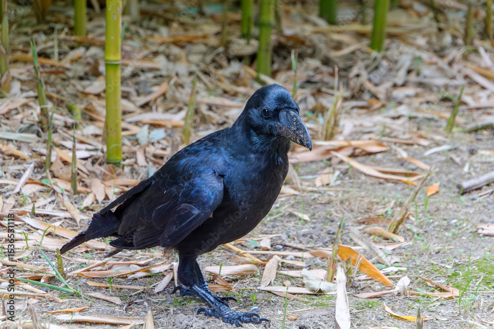 Obraz premium 竹林に佇むハシブトガラスのポートレート