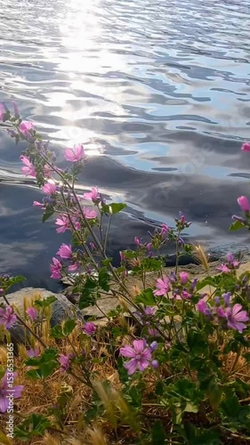 Wallpaper Mural flowers at the water side in summer , beautiful sea view and nature Torontodigital.ca
