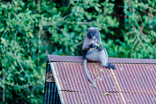 Photography Dusky leaf monkey eating on a roof in the jungle