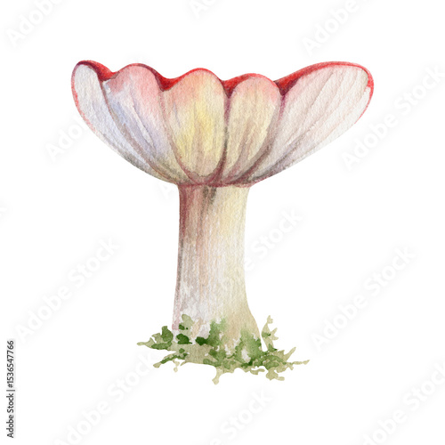 Russula webcap gill mushroom fungus, autumn forest harvest, edible raw ingredient for vegan cooking. Single element hand drawn in watercolor. Foraging logbooks, gardening notebooks, nature posters