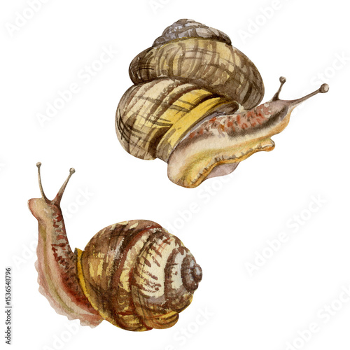 Snail shelled gastropod mollusc slug, slow moving animal. Single element isolated illustration hand drawn in watercolor. Nature educational posters cards, gardening calendars guides, aquarium shops
