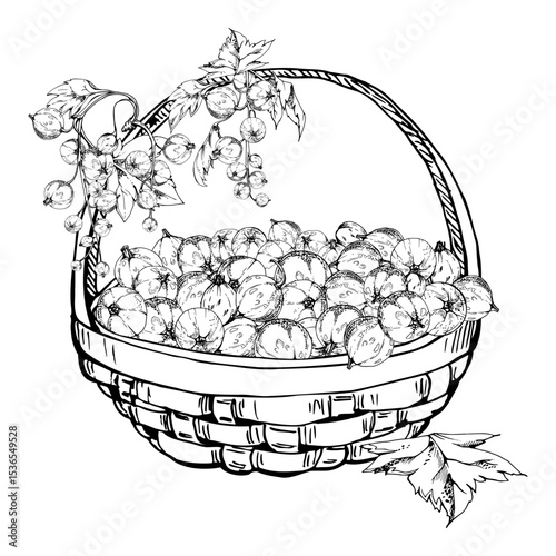 Currant gooseberry leaves in weaved basket, hand drawn in vector ink, ripe picked berry harvest, casseille jostaberry. Isolated illustration. Agrotourism brochures, gardening farmers calendar guides