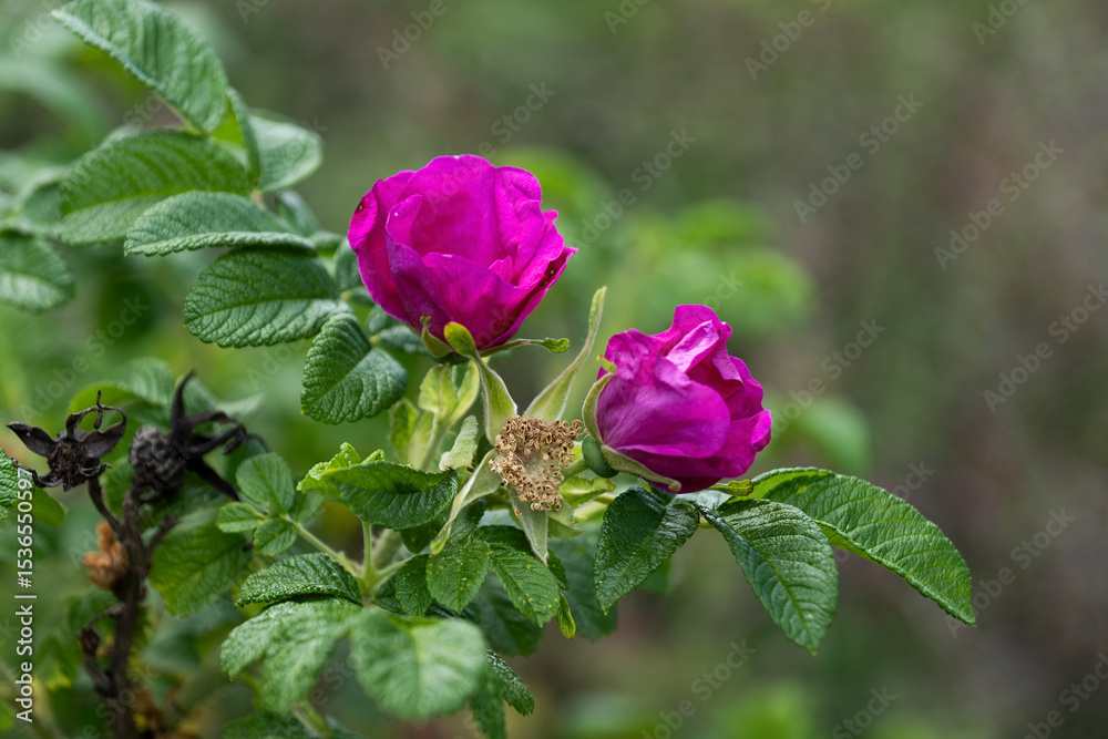 Wild Pink Rose Blooming Flowers Wild Pink Rose Blooming Flowers