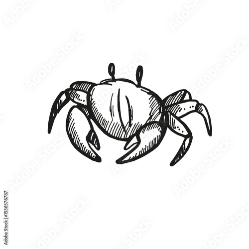 vector hand drawn crab, wild life of seabed, crustaceans animal under sea, ocean, black and white illustration inhabitants of aquariums, seabed and coast sand for marine decoration