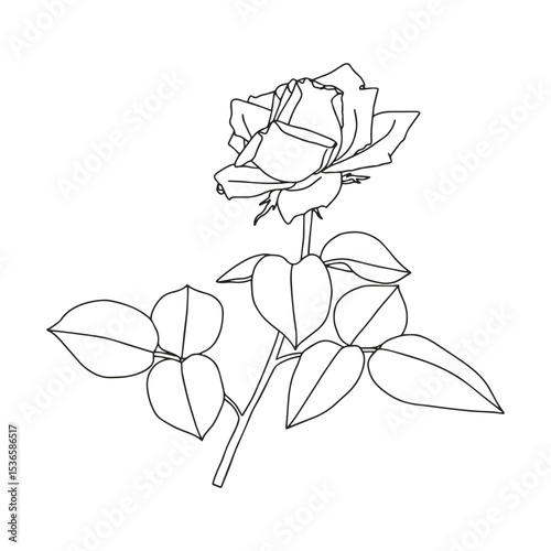 Rose branch with leaves. Coloring page for adults and children.