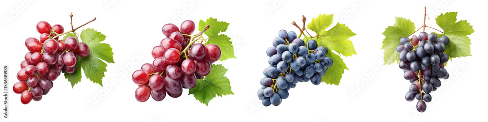 Fototapeta premium Assortment of ripe grape clusters on the vine