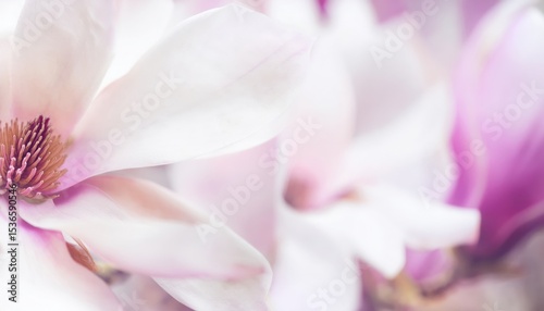 delicate magnolia flower macro with soft pink petals and detailed stamen in dreamy pastel tones, ideal for beauty branding, nature blog, wellness print design, or romantic background graphic

