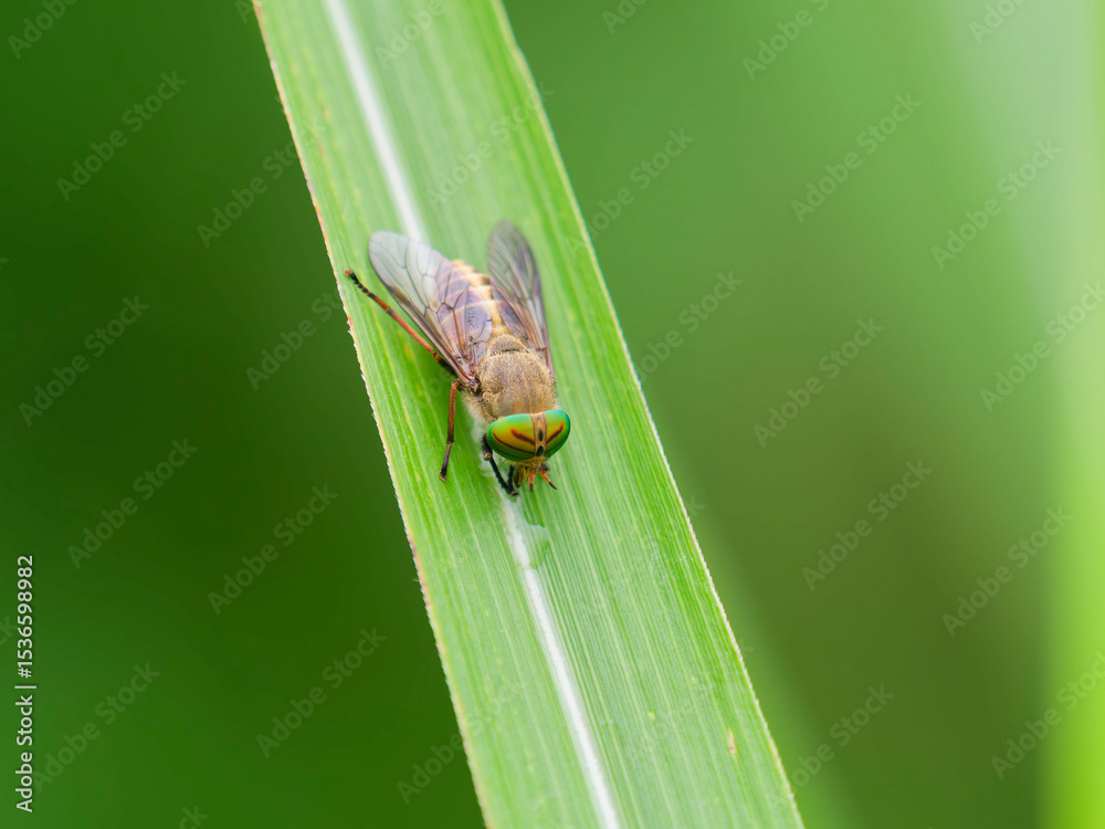 Fototapeta premium ウシアブ