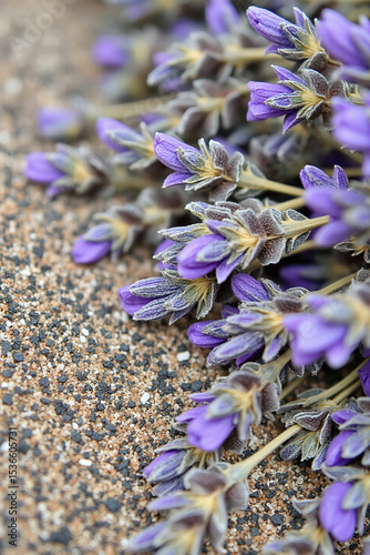 Close-up of dried lavender flowers on sand