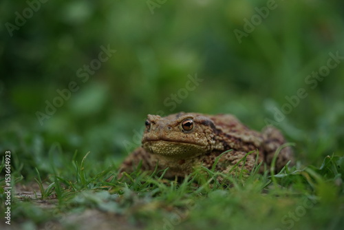Closeup view of Eruopean toad (Bufo bufo) hunting on evening summer garden.
