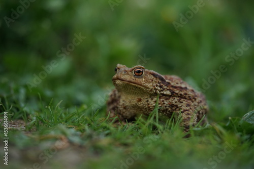 Closeup view of Eruopean toad (Bufo bufo) hunting on evening summer garden.