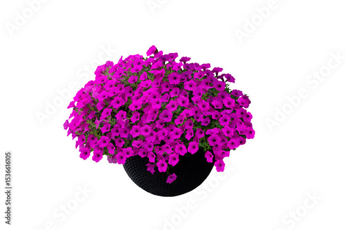 Bright pink flowers in round wicker flower pot isolated on white background