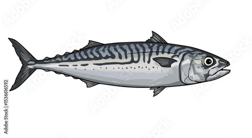 Atlantic Mackerel Fish Illustration

