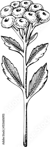 Everlasting sketch. Hand-drawn herbs illustration. Aromatic ingredients, herbal medicine, and organic cosmetics logo design. NOT AI generated