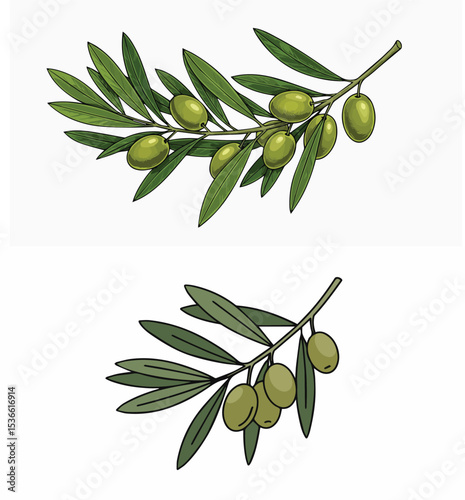 Olive Branches with Green Olives and Leaves

