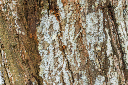 Layer by layer of tree bark, nature patiently carves out its texture.