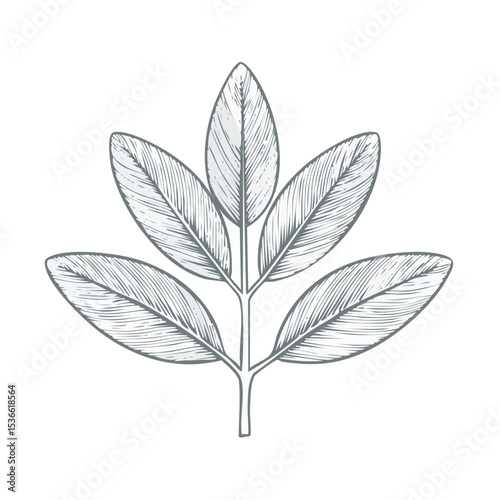 Elegant White Leaf Illustration on Black Background Graphic Botanical Art Design Element