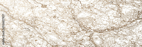 Beige marble stone background  vector