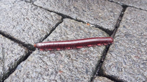 centipede quickly crosses a street in Surabaya, Indonesia. Information for scrupulous tourists