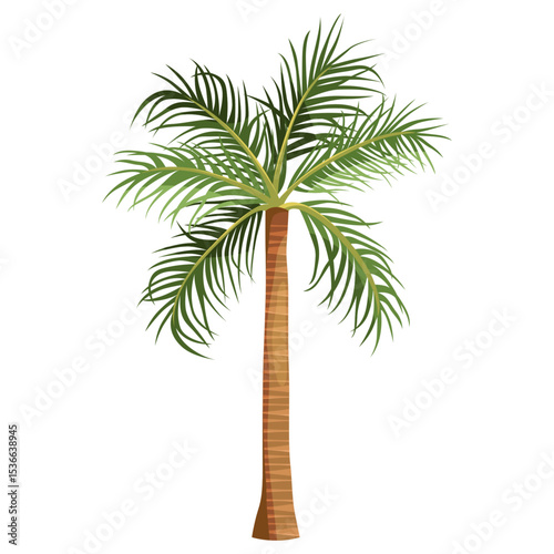 Foxtail palm or Australia exotic tree. Vector clipart for tropical flora. Summer plant for coast or shore, beach cultivation. Garden nature or vegetation. Agriculture and botany, biology, horticulture