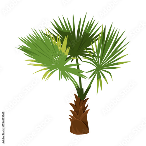 Isolated windmill or chusan palm. Vector chinese or indian tree or trachycarpus fortunei. Asia agriculture icon. Shore or beach tropical flora. Biology and botany, exotic agriculture. Japan plant.