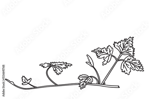Line art botanical grapevine isolated on white background. Hand drawn outline vine plant with long stem and leaves vector illustration. Graphic design element for Birthday Wedding Greeting Card Flyer