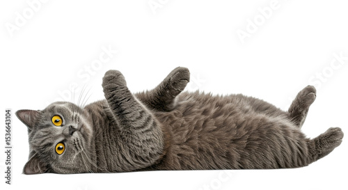 A gray tabby cat lying on its back with its paws up in the air and looking at the camera with yellow eyes