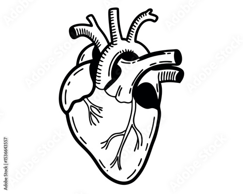 Vintage Human Heart Illustration with Anatomical Details in CMYK Colors and Classic Fonts