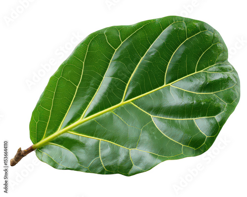 Fiddle leaf fig leaf cutting isolated on transparency background with glossy green surface and prominent veins showing natural texture and vibrant color