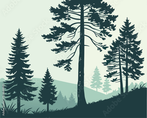Silhouette of Evergreen Coniferous Pine Trees