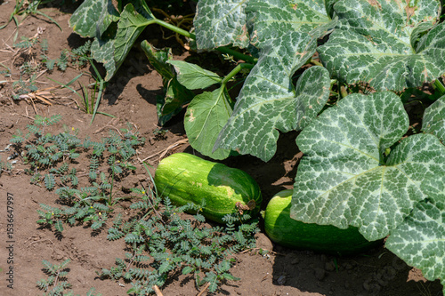 Close-up of healthy zucchini plants flourishing in the fertile soil of a sunny farm field in Cyprus, showcasing Mediterranean agricultural beauty.