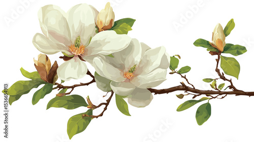 Close-up image of a branch of white magnolia flowers.  The image showcases two fully bloomed magnolia blossoms with several unopened buds and green leaves. The style suggests a botanical