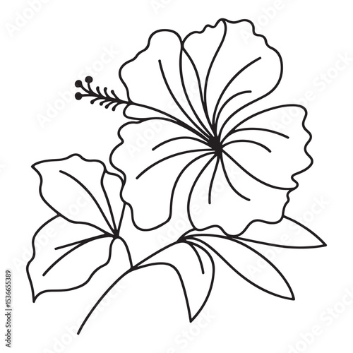 Hibiscus Flower Illustration of Tropical Flower Botanical Art Design