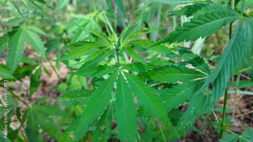 hemp bush growing. Healthy Hemp Plant Growing in the Grow Tent. Cannabis flowering seeds. Sativa hemp bushes. Growing CBD Cannabis. Dark background with hemp leaves. slow motion video 4k. hemp bush growing. Healthy Hemp Plant Growing in the Grow Tent. Cannabis flowering seeds. Sativa hemp bushes. Growing CBD Cannabis. Dark background with hemp leaves. slow motion video 4k.