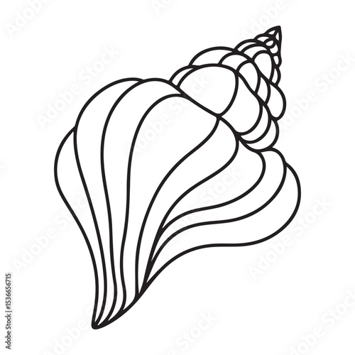 Detailed Seashell Outline Art Capturing Ocean Beauty Illustration