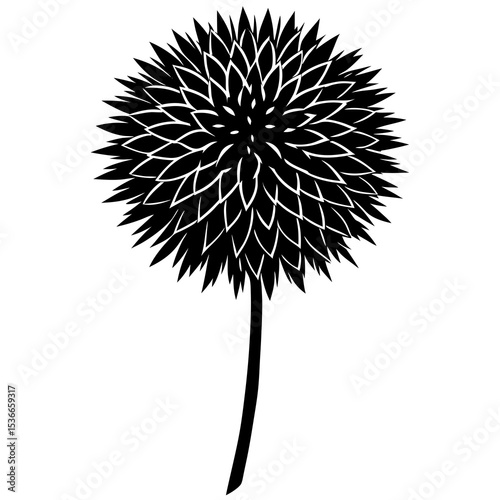 dandelion on white background